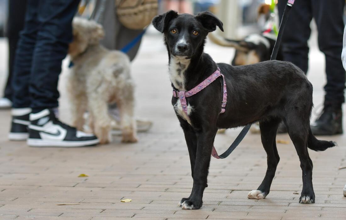IDPYBA urge implementación de Zonas Urbanas de Bienestar Animal en Bogotá con estándares de calidad